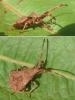 Coreus marginatus